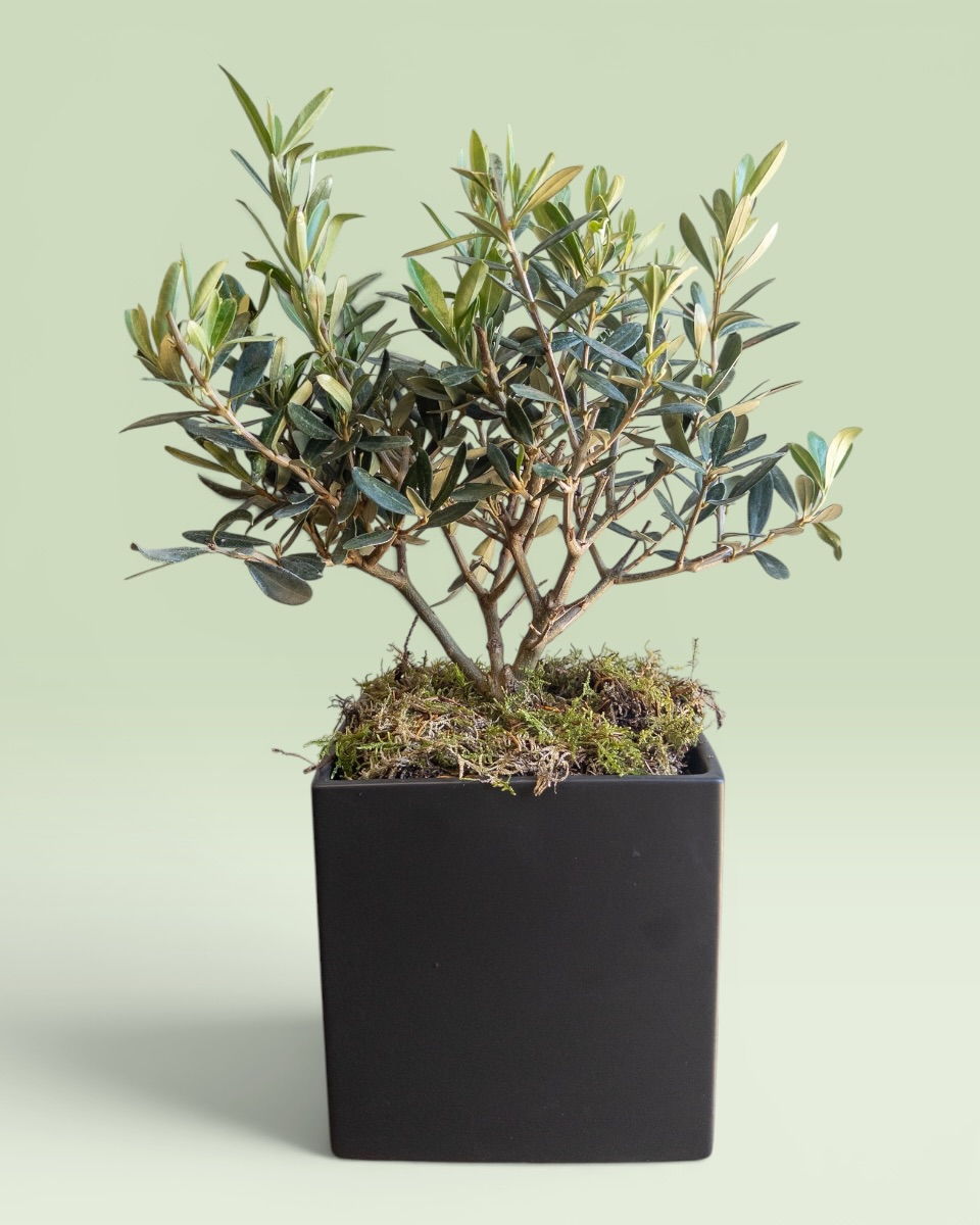 The Olive Tree B The Olive Tree B