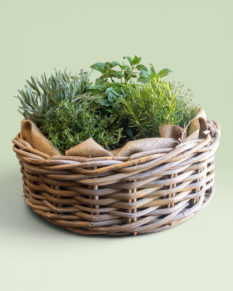 Herbs Basket Herbs Basket