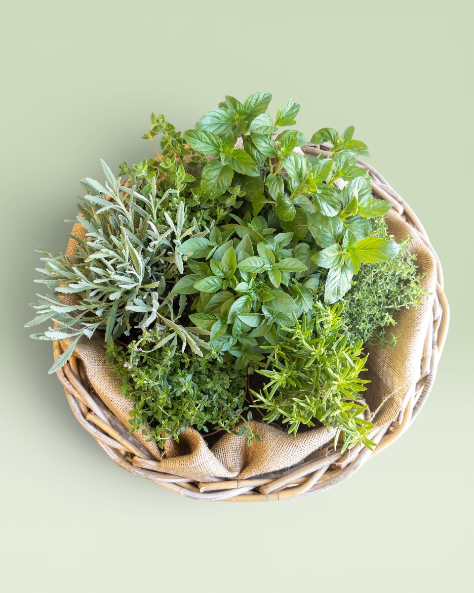 Herbs Basket Herbs Basket