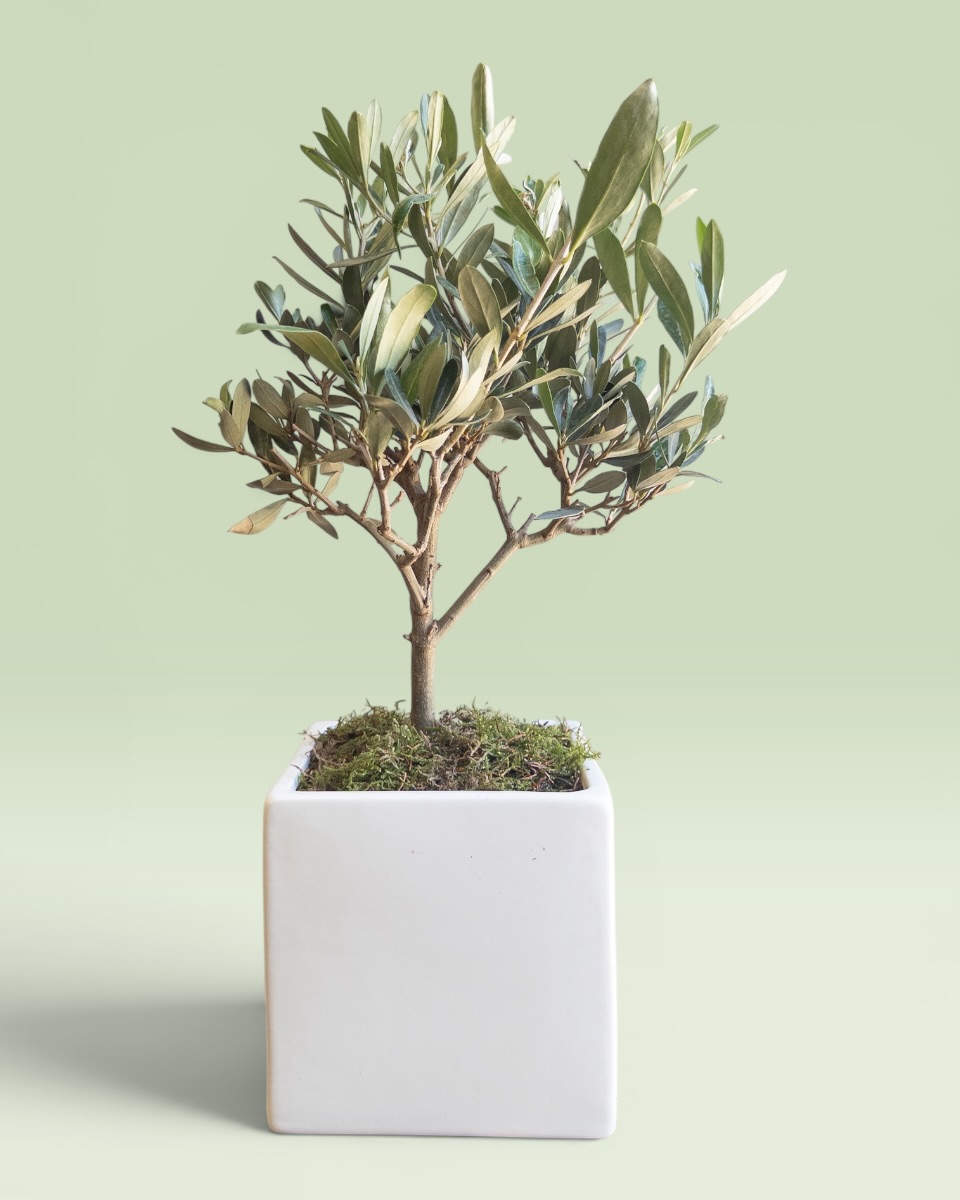 The Olive Tree W The Olive Tree W