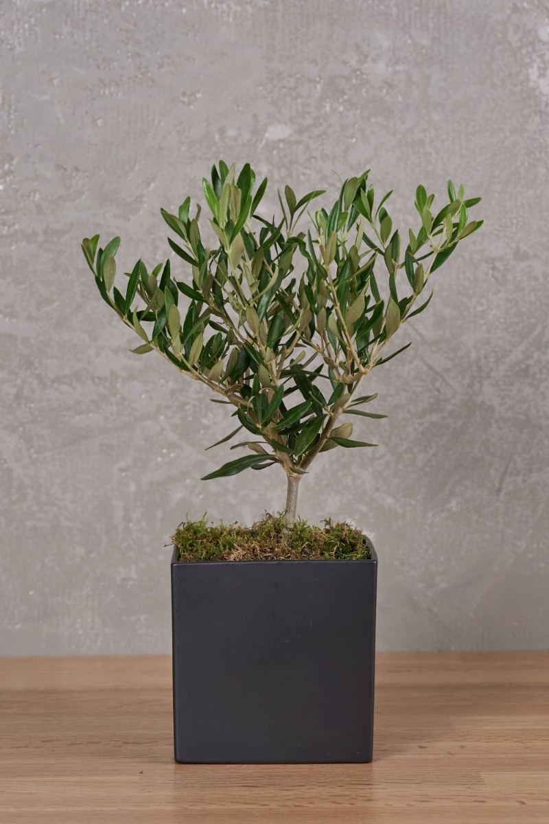 The Olive Tree B The Olive Tree B