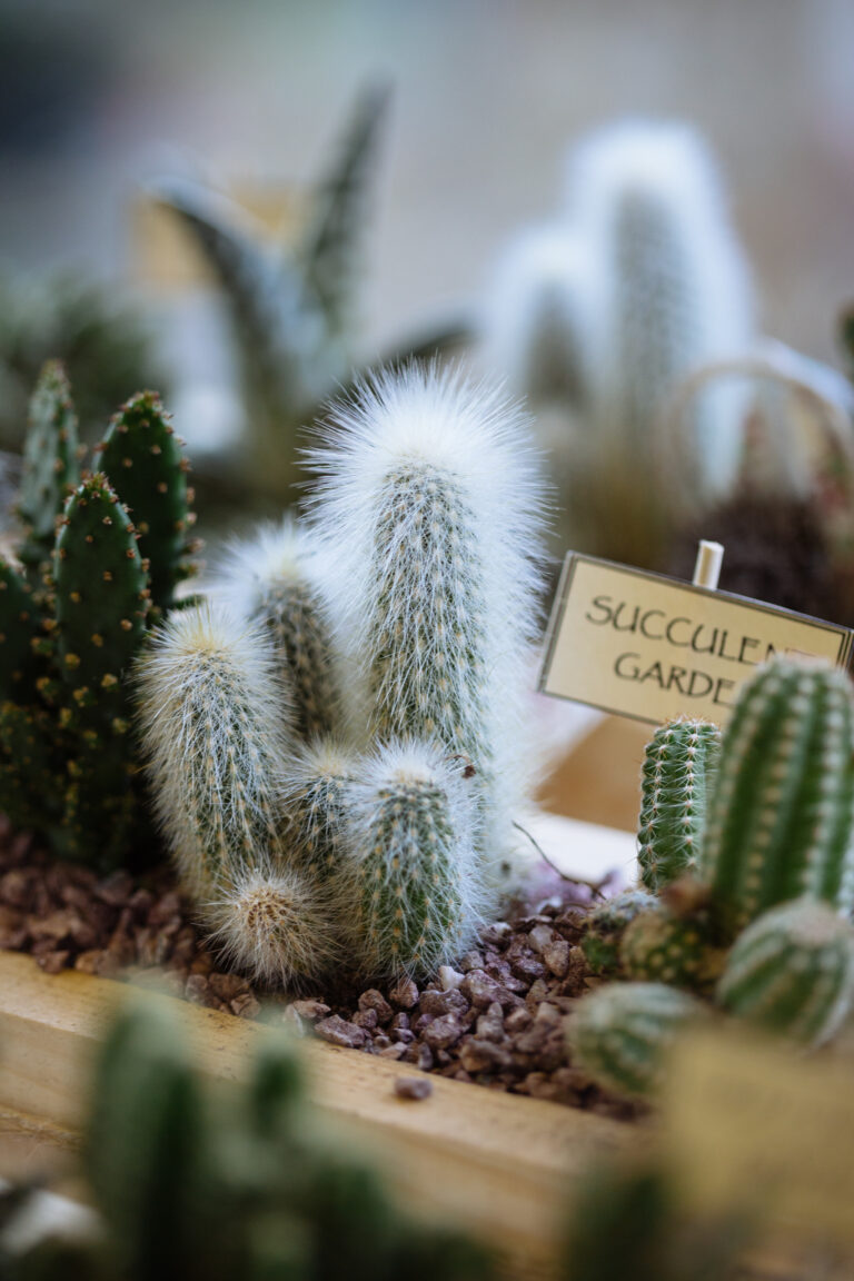 Φυτά για ''τεμπέληδες'' κηπουρούς