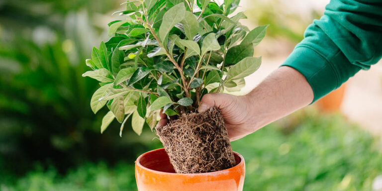 Μεταφύτευση - Αναφύτευση