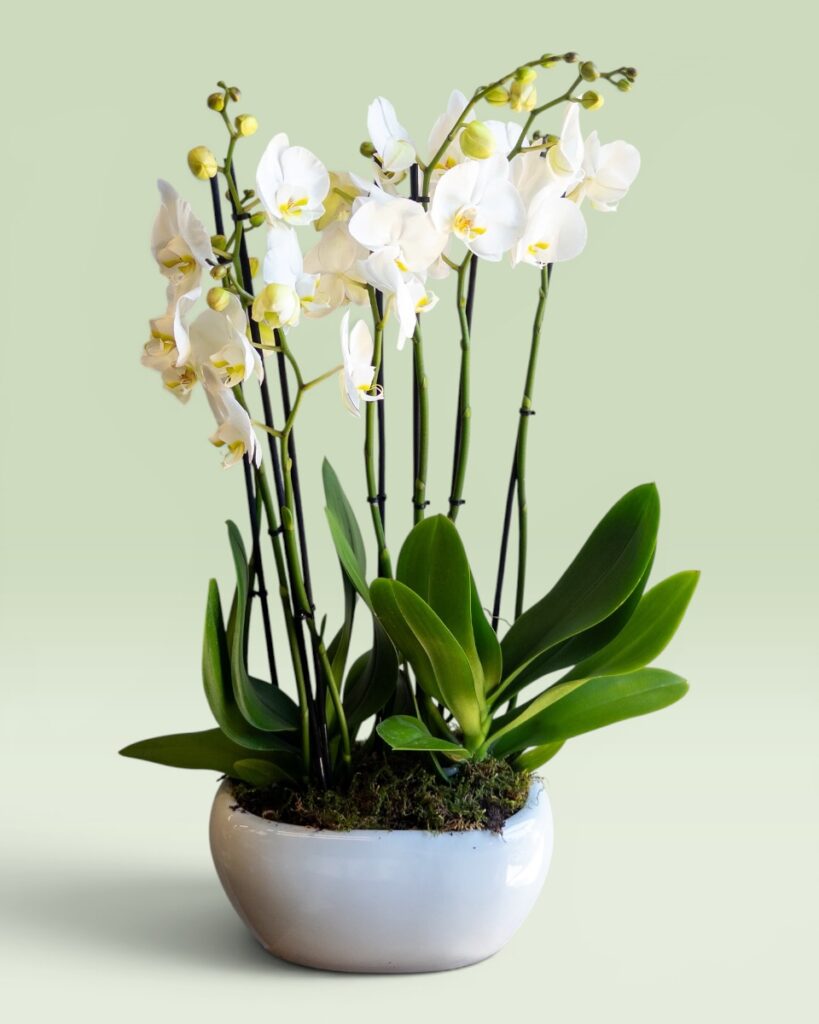 White Orchids