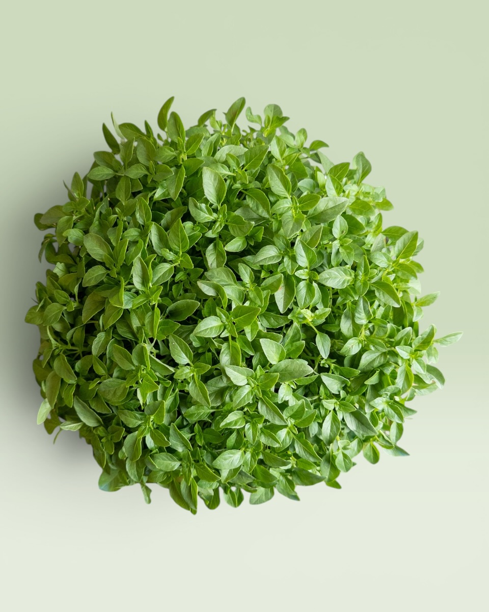 Tenekes & Basil Medium Tenekes & Basil Medium