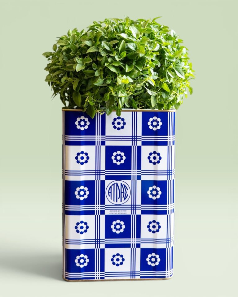 Tenekes & Basil Medium