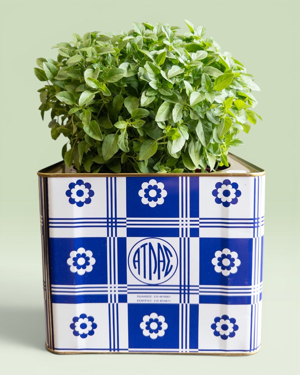 Tenekes & Basil Small Tenekes & Basil Small
