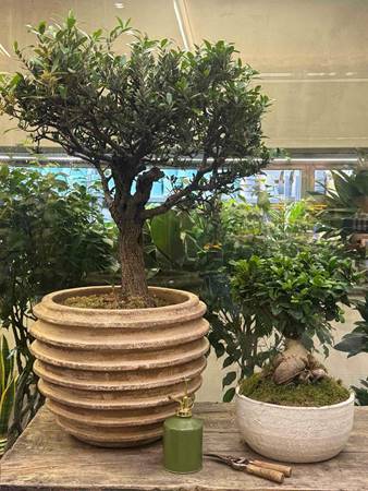 Η Τέχνη του bonsai και η αρμονία που χαρίζει στον χώρο του.