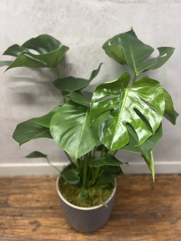 Monstera – Η βασίλισσα των φυτών εσωτερικού χώρου