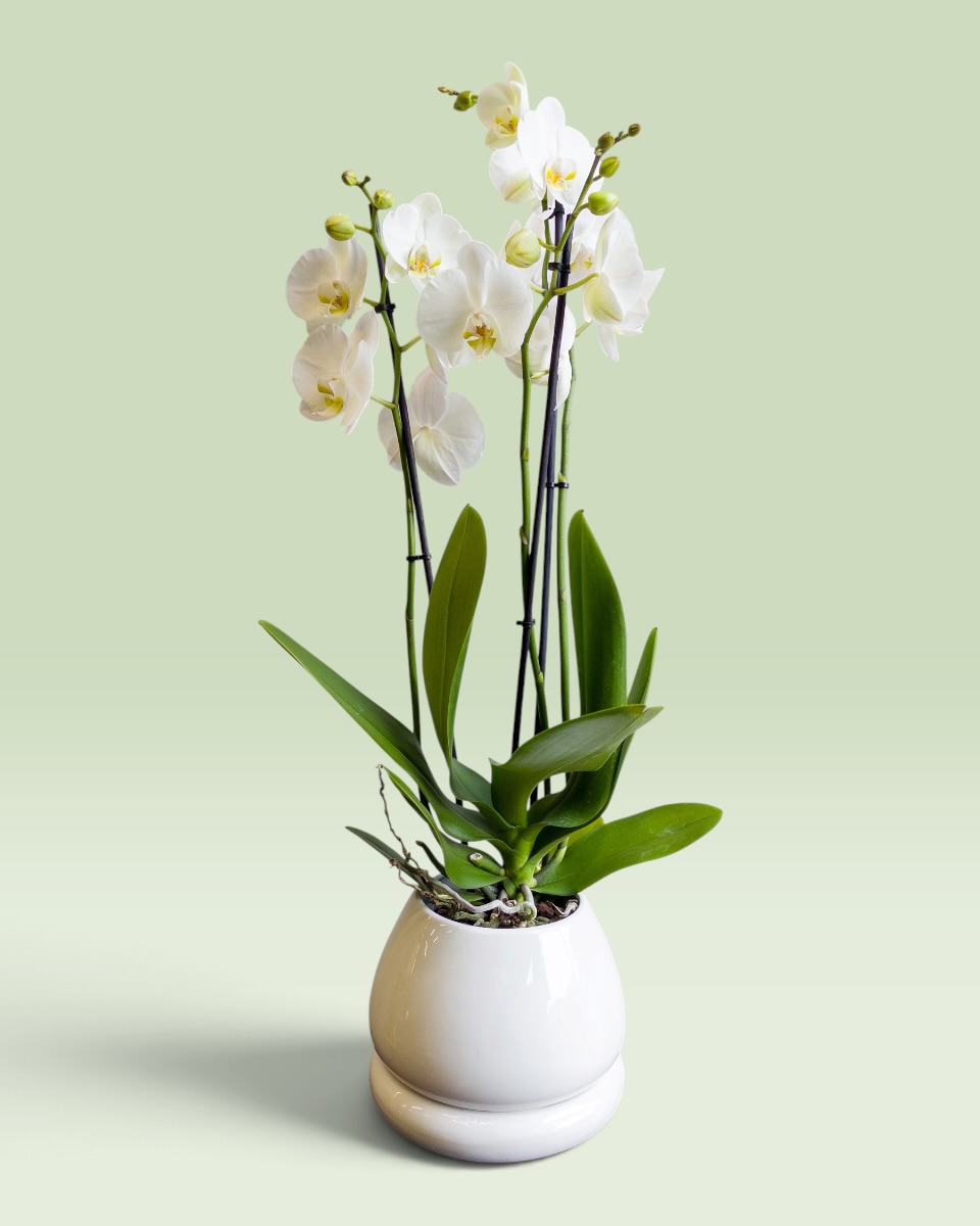 White Beauty White Beauty